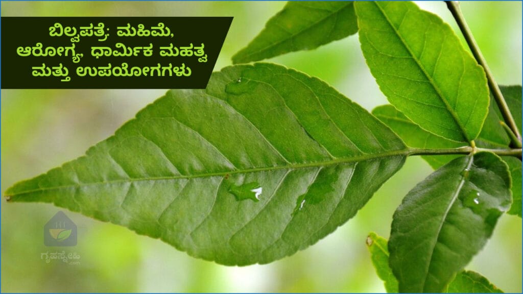 ಬಿಲ್ವಪತ್ರೆ: ಮಹಿಮೆ, ಆರೋಗ್ಯ, ಧಾರ್ಮಿಕ ಮಹತ್ವ ಮತ್ತು ಉಪಯೋಗಗಳು