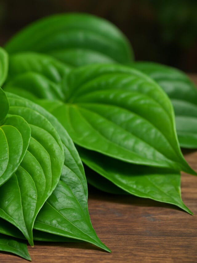 ವೀಳ್ಯದೆಲೆ(Betel Leaf) ಬಗ್ಗೆ ತಿಳಿದುಕೊಳ್ಳಬೇಕಾದ ಅದ್ಭುತ ವಿಷಯಗಳು – ಆರೋಗ್ಯ ಲಾಭಗಳು ಮತ್ತು ಉಪಯೋಗಗಳು