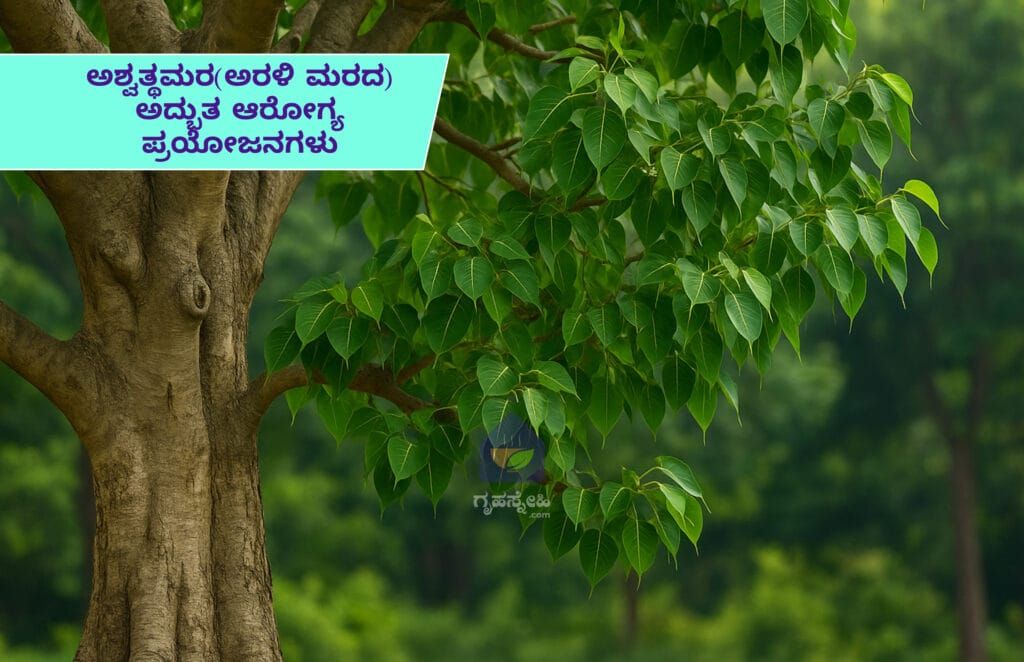 ಅಶ್ವತ್ಥಮರ(ಅರಳಿ ಮರದ) ಅದ್ಭುತ ಆರೋಗ್ಯ ಪ್ರಯೋಜನಗಳು