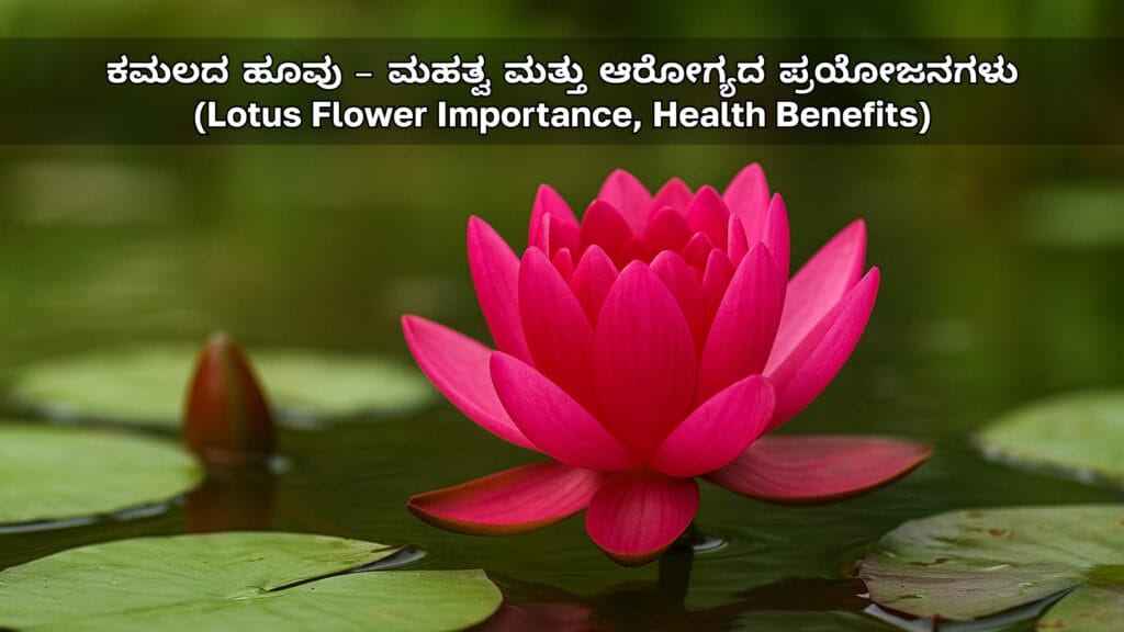 ಕಮಲದ ಹೂವು (ತಾವರೆ ಹೂವು) - ಮಹತ್ವ ಮತ್ತು ಆರೋಗ್ಯದ ಪ್ರಯೋಜನಗಳು (Lotus Flower Importance and Health Benefits)